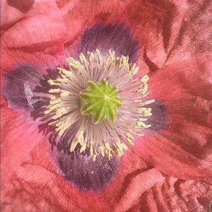 Meet your Posher, Brigette